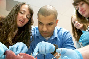 UND PA students participating in heart dissection lab