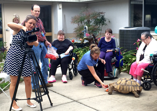 Shelly the tortoise at the Chautauqua Rehabilitation & Nursing Center