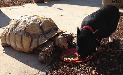 Shelly the African spur thigh tortoise and Oliver the pot-bellied pig