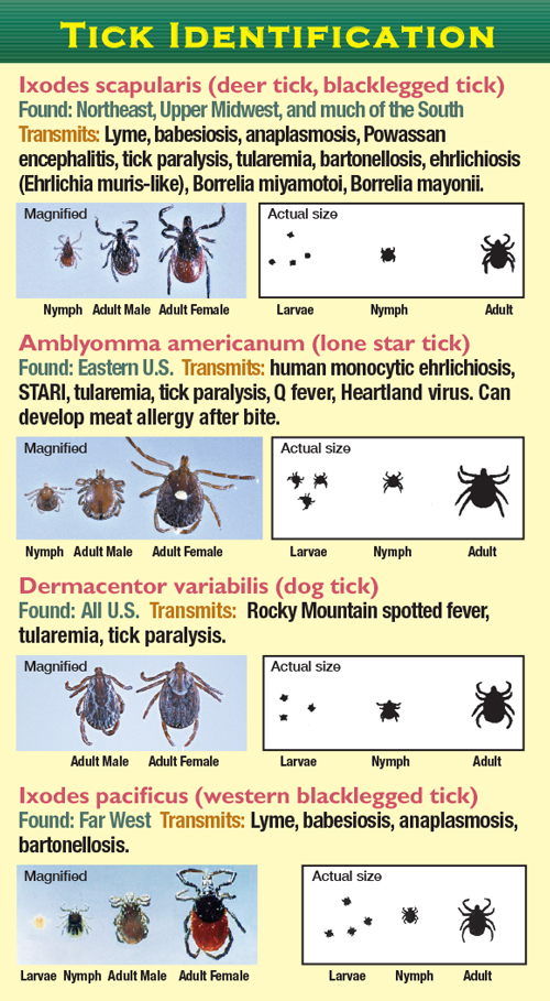 Cdc Tick Identification Chart