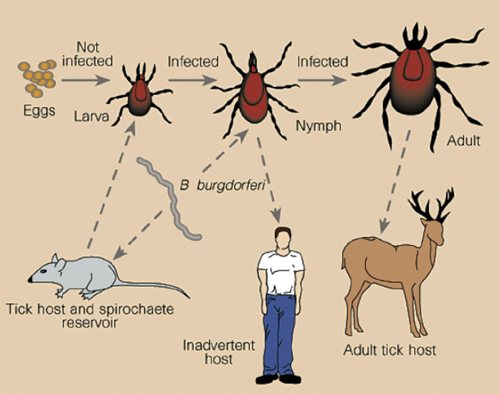 Graphic depicting tick transmission