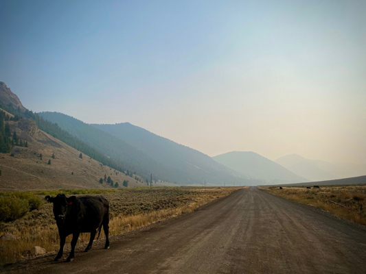 a road in Mackay, Idaho, with a cow standing alongside and wildfire smoke visible