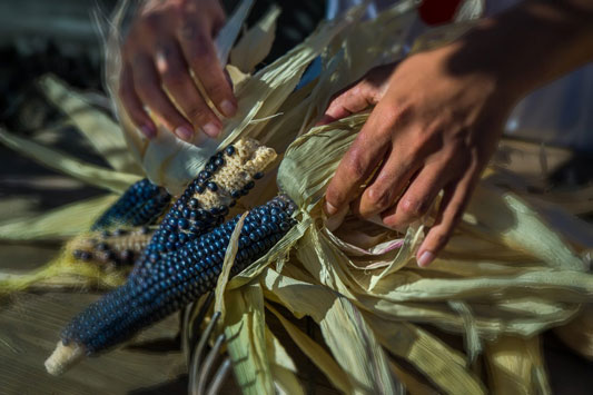 photo of a client's working with corn as part of outdoor therapy